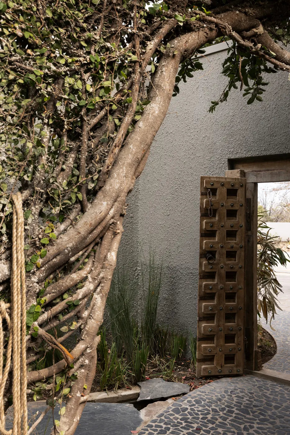 Indigenous tree and breeze-block wall in The Well's garden courtyard